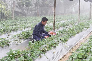 Trái dâu đỏ ở vùng mây trắng