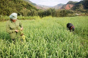 Hạt nhân lãnh đạo trên con đường phát triển