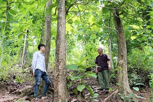 Mộc Châu tập trung khoanh nuôi tái sinh, bảo vệ rừng
