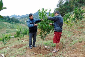 Trồng cây ăn quả trên đất dốc ở Chiềng Khừa