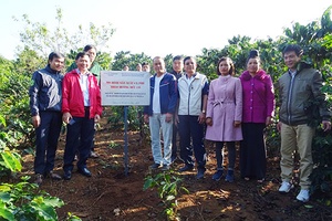 Sản xuất cà phê theo hướng hữu cơ