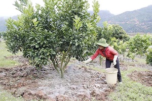 Hội Nông dân xã Chiềng Sơn đồng hành cùng nông dân phát triển kinh tế