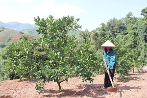 Chiềng Xuân khởi sắc