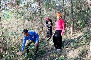 Phòng lửa rừng trong mùa khô hanh