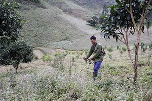 Xuân Nha giúp nhân dân chuyển đổi cơ cấu cây trồng, vật nuôi