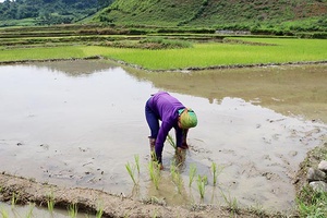 Mường Và tập trung sản xuất vụ chiêm xuân