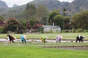 Phù Yên gieo cấy hơn 2.100 ha lúa vụ xuân