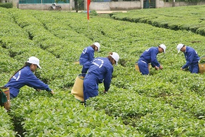 Mộc Châu đẩy mạnh phát triển kinh tế nông nghiệp, nông thôn