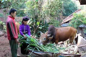 Viêng Lán nâng cao chất lượng các tiêu chí xây dựng nông thôn mới