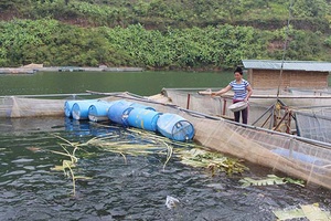 Mường Trai phát triển nghề nuôi cá lồng