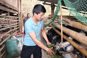 Chàng thanh niên vượt khó làm giàu