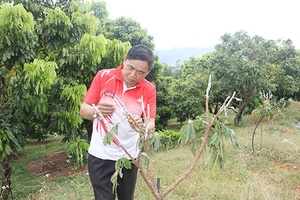 Đẩy mạnh ứng dụng kỹ thuật trong sản xuất nông nghiệp