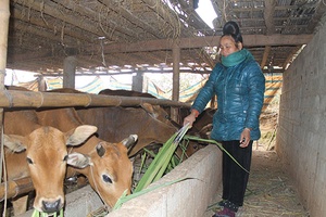 Tổng đàn gia súc, gia cầm trong tỉnh đạt trên 7,1 triệu con