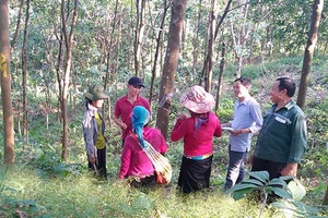 Nông trường cao su Châu Quỳnh: Chăm lo đời sống, việc làm cho người lao động