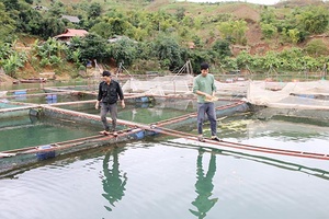 Nông dân Quỳnh Nhai đẩy mạnh phong trào sản xuất, kinh doanh giỏi