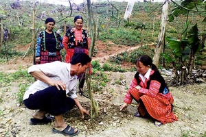 Làm giàu từ trồng cây chanh leo