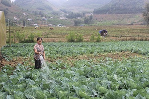 Xã Vân Hồ phát triển vùng trồng rau an toàn