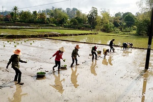 Yên Châu mở rộng mô hình thâm canh lúa theo hiệu ứng hàng biên