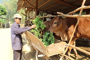 Chiềng Khoang đẩy mạnh phát triển chăn nuôi đại gia súc