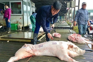 Kiểm soát tình trạng người chăn nuôi “báo dịch giả” để trục lợi