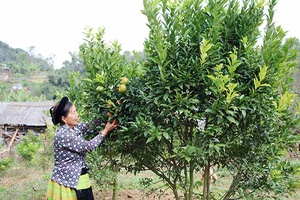 Toàn tỉnh: Cung cấp 3.659 tấn sản phẩm quả an toàn ra thị trường