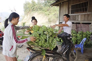 Cây chuối ở Mường Bú