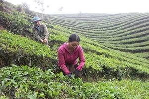 Về vùng chè Tô Múa
