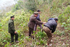 Nhiều giải pháp nâng cao độ che phủ rừng