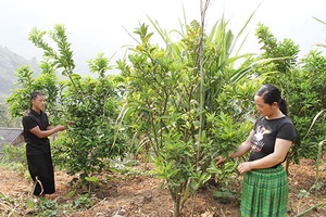 Cuộc sống dưới chân ngọn Pha Luông: Kỳ II: Đổi thay trên mảnh đất vùng biên