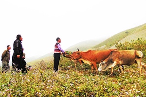 Suối Tọ chú trọng phát triển chăn nuôi gia súc