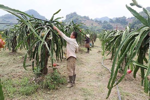 Liên kết cùng phát triển