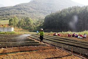 Cây Sơn tra - màu xanh no ấm trên vùng cao: Kỳ 1: “Vàng” trên đỉnh núi mù sương