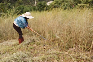 Co Mạ vào vụ gieo trồng cây trên nương