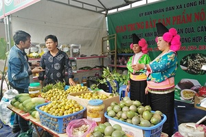 Cây Sơn tra - Màu xanh no ấm trên vùng cao: Kỳ 2: Nâng tầm thương hiệu táo sơn tra Sơn La