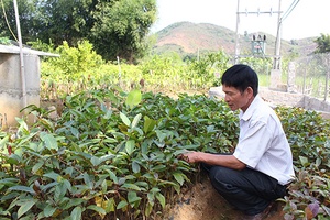 Phù Yên hỗ trợ hợp tác xã hoạt động hiệu quả