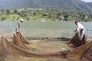 Phù Yên: Khai thác lợi thế, mở rộng nuôi trồng thủy sản