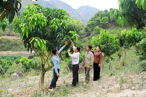 Phong trào thi đua sản xuất, kinh doanh giỏi ở Thuận Châu