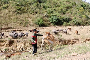 Púng Bánh chú trọng phát triển chăn nuôi đại gia súc