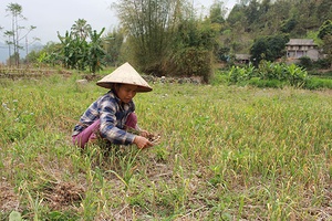 Hội LHPN Phù Yên hỗ trợ hội viên phát triển kinh tế gia đình