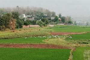 Yên Châu - mùa cò trắng