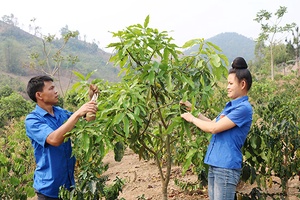 Thanh niên xung kích phát triển kinh tế