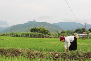 Phù Yên tập trung chăm sóc lúa xuân