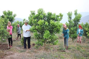 Phát huy vai trò Hội Nông dân trong xây dựng nông thôn mới