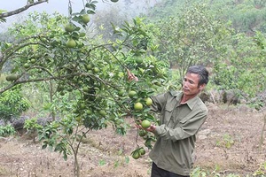 Cây cam Vinh trên đất Liên Hưng