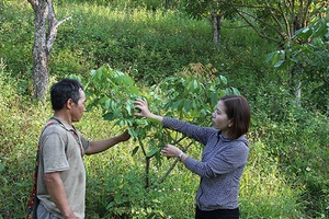 Bắc Yên - Mùa lên nương