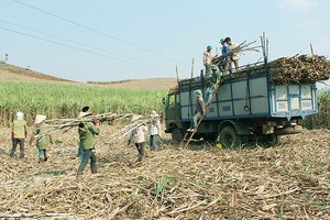 Cò Nòi phấn đấu đạt chuẩn nông thôn mới