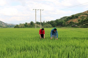 Sốp Cộp: Chăm sóc trên 840 ha lúa xuân