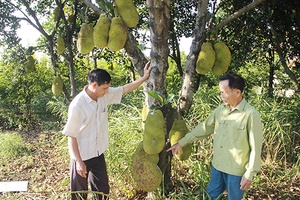 Mai Sơn xây dựng nông thôn mới, đô thị văn minh