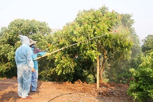 Tập trung sản xuất nông sản an toàn hướng tới xuất khẩu