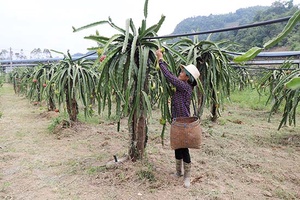 Mai Sơn tập trung phát triển nông nghiệp hữu cơ